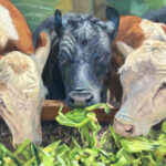 Animals & Pet Portraits